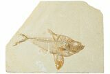 Multiple Fossil Fish (Diplomystus) Plate - Wyoming #224687-2